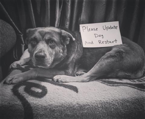 Gotta Update My Dog cover art