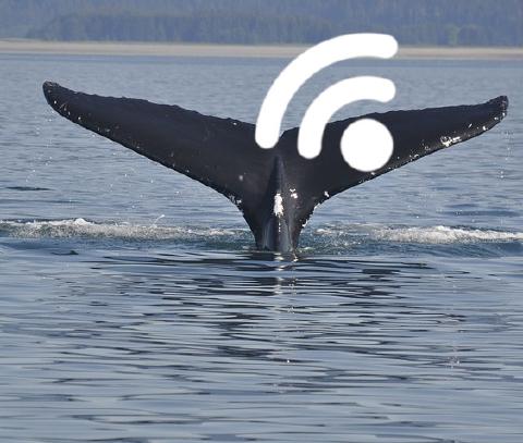 Stick 'Em On Whales cover art
